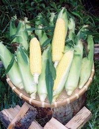 corn