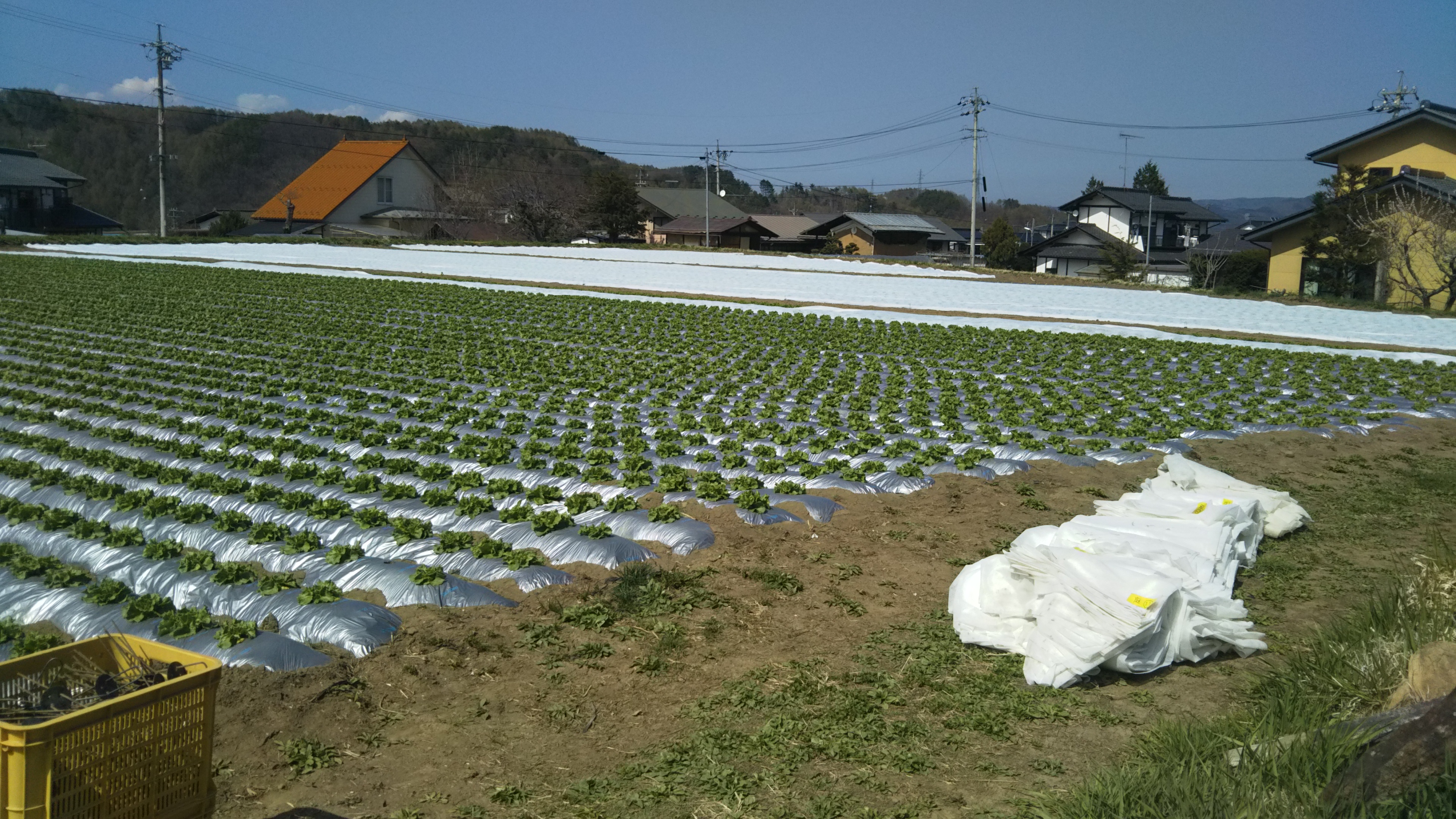 防寒資材除去時期 収納方法 今までこれから あさひや農場