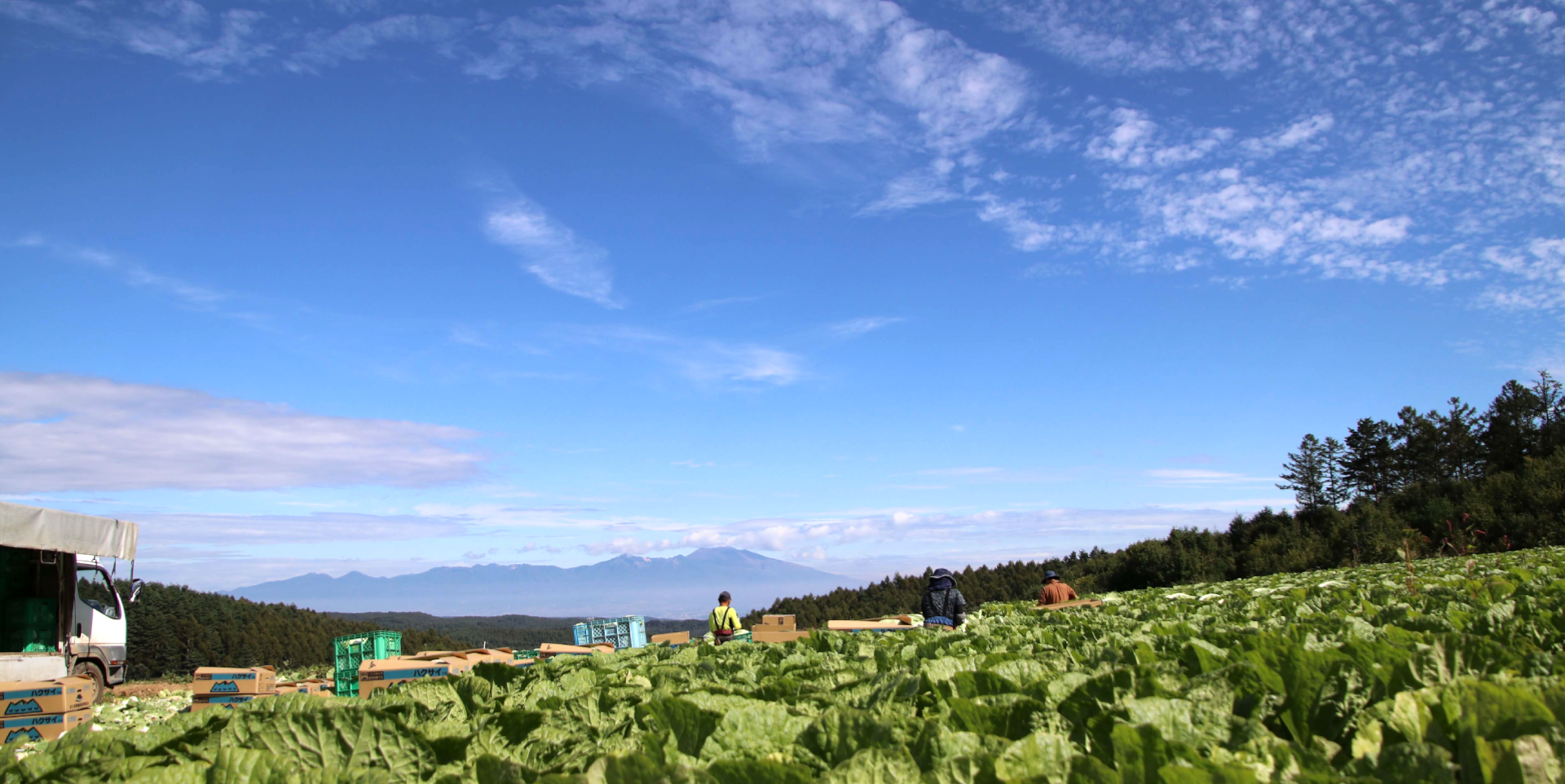 浅間山を望む白菜畑